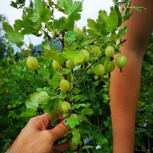 Egreš obyčajný(kríčkový) - zelený (Grossularia uva-crispa) ´INVICTA´ - stredne skorý, 30-60 cm, kont. 1,5L - kvetináčový
